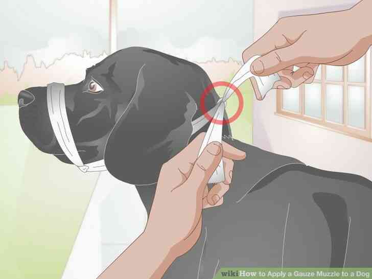 Image intitulée Appliquer une Gaze Museau d